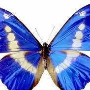 مروة عبد المنعم