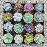 Б. Хонгорзул