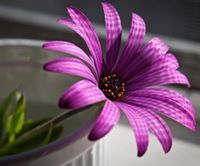 عبادة سريول