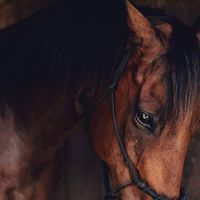 ضحى عبدالرحمن