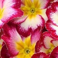 Руми Люнгова