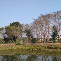 Al Mamun
