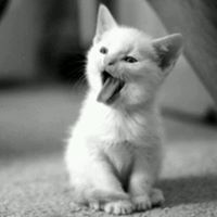 مهند العتيبي