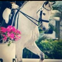 الصامته غيبا