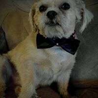 Crossbones Creations