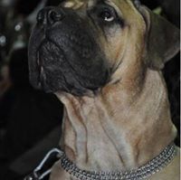 Ольга Шевченко