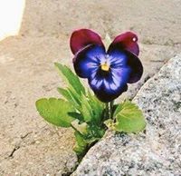 خديجة العمور