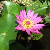 Fpy Learning Coaching