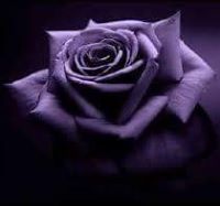 Orkeedea Rose