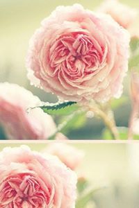 غيداء العرفج