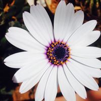 سواعد الإخاء