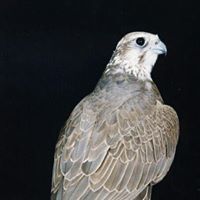 فيصل الشمري