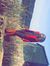 Sa SY