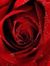 Rose Ba...