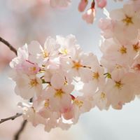 ΚΩΝΣΤΑΝΤΙΝΑ ΚΑΠΡΑΝΟΥ