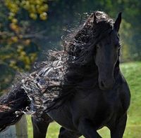 معتز الصادق