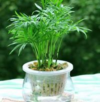 المزارع الصغير