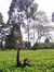 Kevin Rono