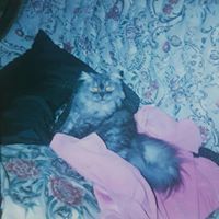 اسلامى جنتي