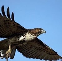 أبوعبدالرحمن الأزهري