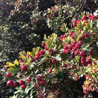 pawel kazimierz zakrzewski