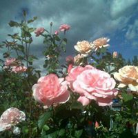 Бүжинлхам Э.