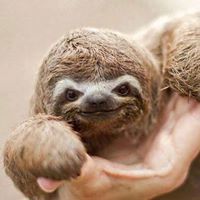 بنيامين عثماني