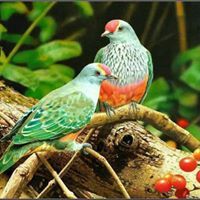 اسماعيل مخلوف