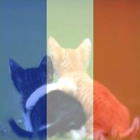 メッシュ ギルガ