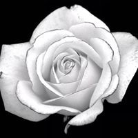 มี มีแววแสง