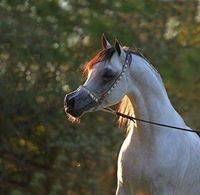 القاسم عساكر