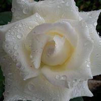 Gau Linh