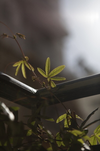 George Nikolakopoulos