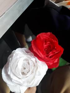 Rose Lily