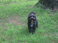 teddybearforrestyahoo.com