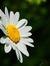 Daisy_0
