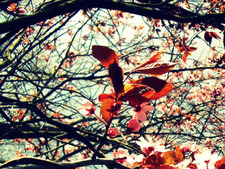 ᴴᴱᴸᴱᴺᴬ  ◕‿◕✿)