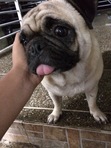 Jula