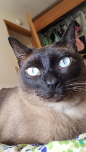 Cass