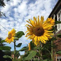 Mrs Corliss Danstead