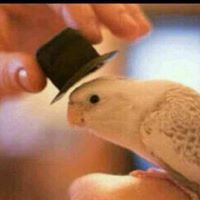 عادل البتول