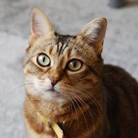 Theodosia Triantafyllou