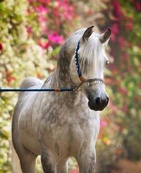 نونا الحربي