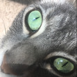 Tori