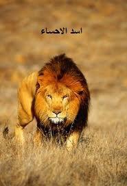 اسد الاحساء