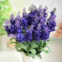 زهرة اللافندر