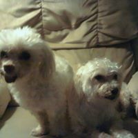 Cheryl Schaefer Gipfel