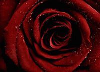 NikkiandDaniel Guzman