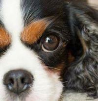 Threadgoldamiehotmail.Com