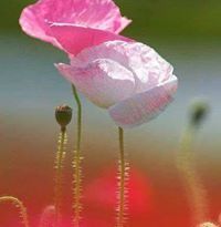 الأ سميرالد